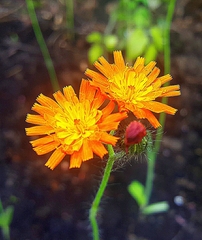 Pilosella aurantiaca