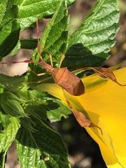 Chondrocera laticornis