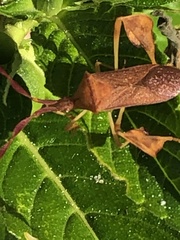 Chondrocera laticornis