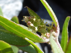 Atriplex gmelinii