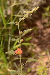 Sphaeralcea incana