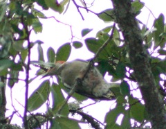 Melanerpes carolinus