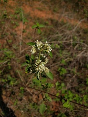 Lippia origanoides