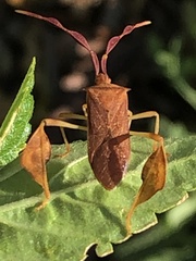 Chondrocera laticornis