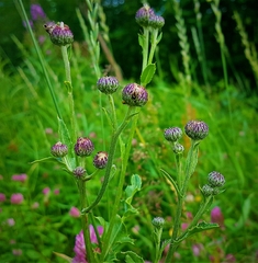 Cirsium arvense