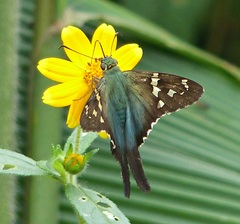 Urbanus proteus proteus