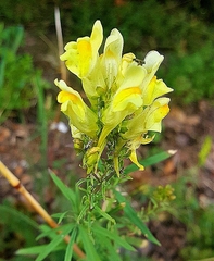 Linaria vulgaris
