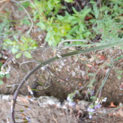 Boechera grahamii