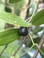 Smilax havanensis