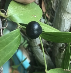 Smilax havanensis