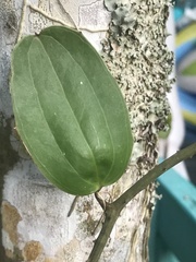 Smilax havanensis