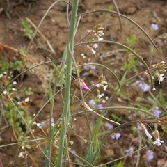 Boechera grahamii