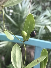 Smilax havanensis