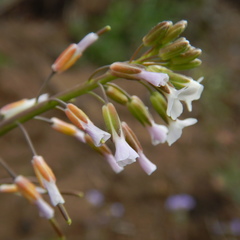 Boechera grahamii