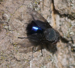 Calliphora quadrimaculata