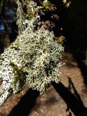 Sphaerophorus venerabilis