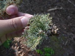 Sphaerophorus venerabilis