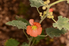 Sphaeralcea incana
