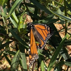Danaus plexippus