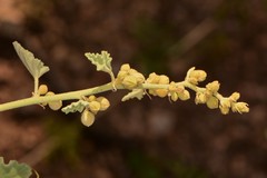 Sphaeralcea incana