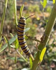 Danaus plexippus