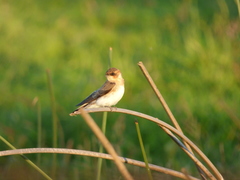Alopochelidon fucata