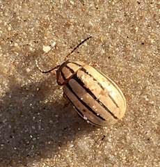 Kuschelina nigrovittata