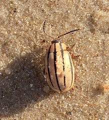 Kuschelina nigrovittata