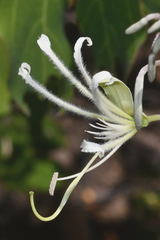Bauhinia subrotundifolia