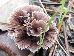 Thelephora caryophyllea