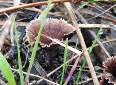 Thelephora caryophyllea