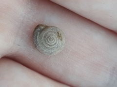 Polygyrinae