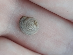 Polygyrinae