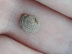 Polygyrinae