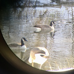 Branta canadensis