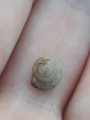 Polygyrinae