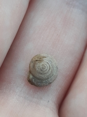 Polygyrinae
