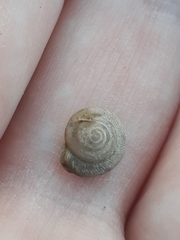 Polygyrinae