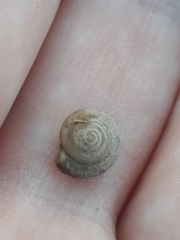 Polygyrinae