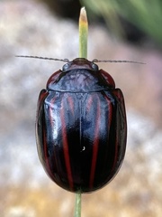 Paropsisterna semivittata