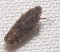 Catonia