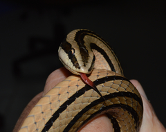 Conophis vittatus