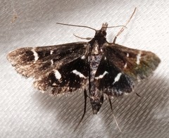 Diasemiodes nigralis