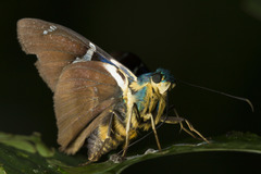 Eudaminae