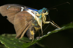 Eudaminae