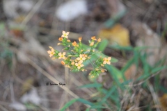Kalanchoe lanceolata