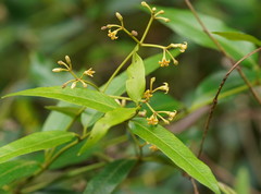 Parsonsia brownii