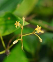 Parsonsia brownii