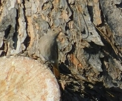 Phoenicurus ochruros