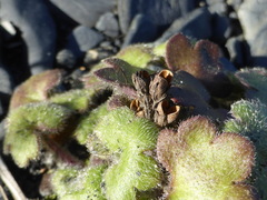 Romanzoffia unalaschcensis